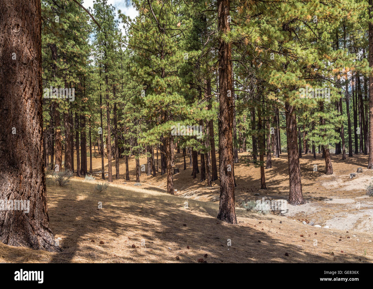 Horizontal shot of elegant, straight Jeffrey Pine trees and their shadows, Washoe Valley, Nevada