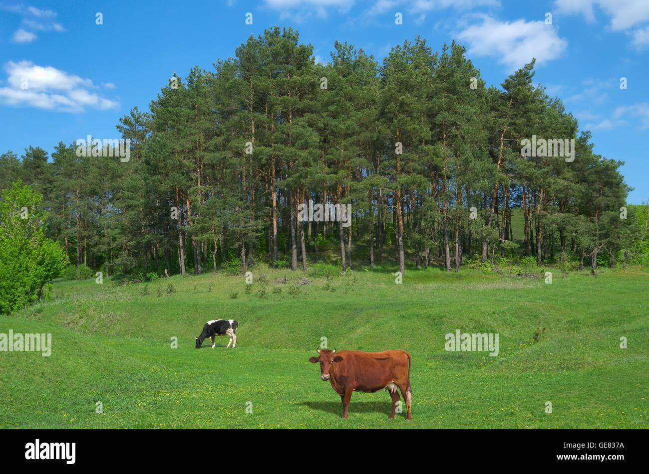 Two cows grazing on a lush, green meadow in early spring Stock Photo ...