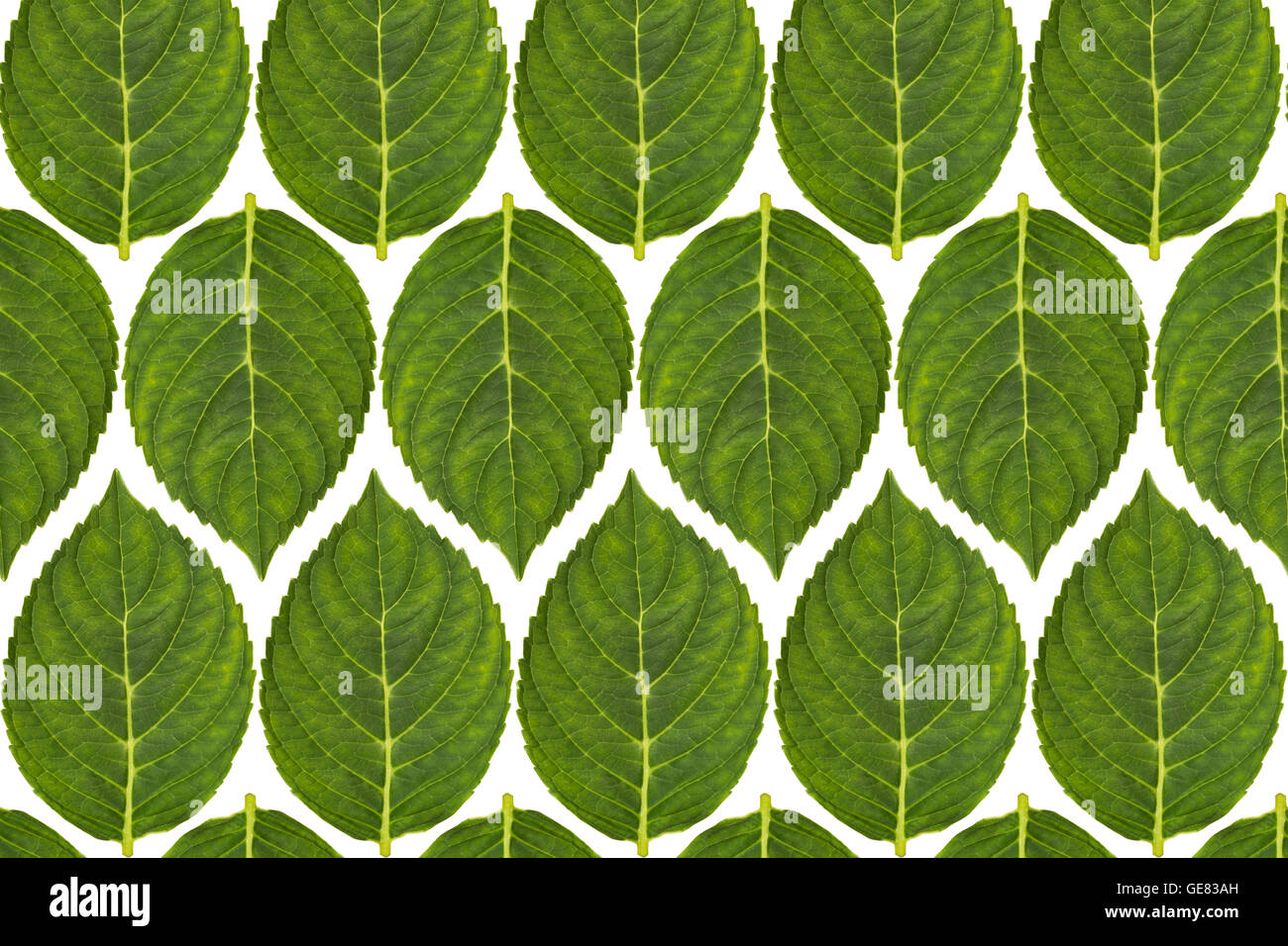 Plant Leaf Pattern Hi res Stock Photography And Images Alamy