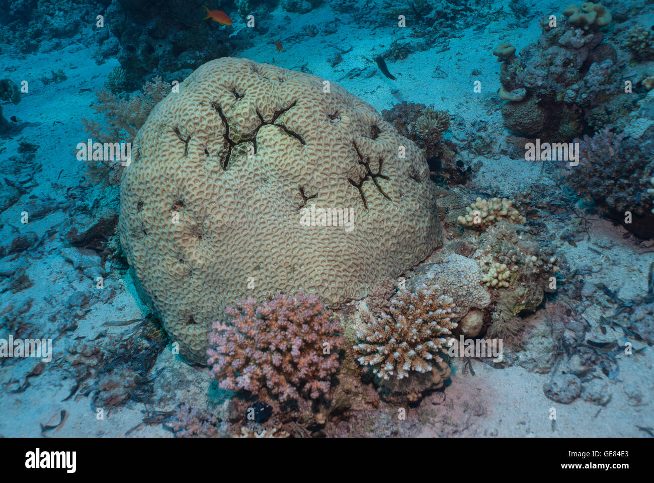 Brain coral  Favites complanata, Faviidae, Red Sea, Sharm el-Sheikh, Egypt Stock Photo