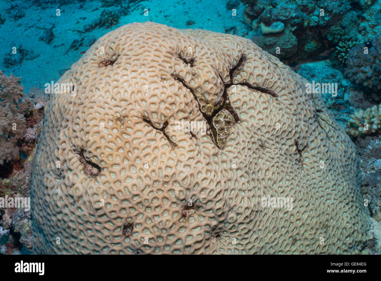 Brain coral Favites complanata, Faviidae, Red Sea, Sharm el-Sheikh, Egypt Stock Photo