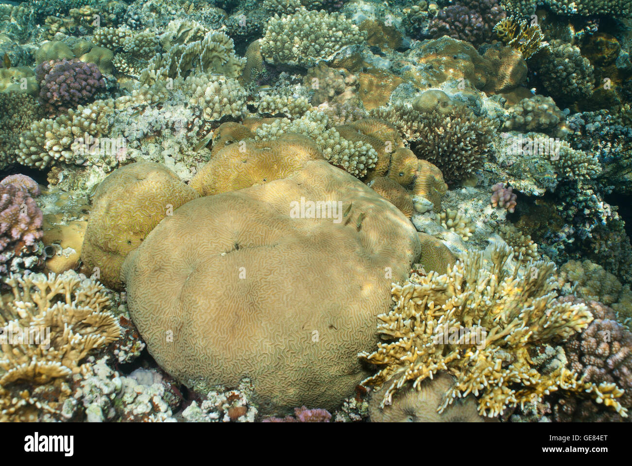 Maze Brain Coral, Platygyra sinensis, Faviidae, Sharm el-Sheikh, Red Sea, Egypt Stock Photo