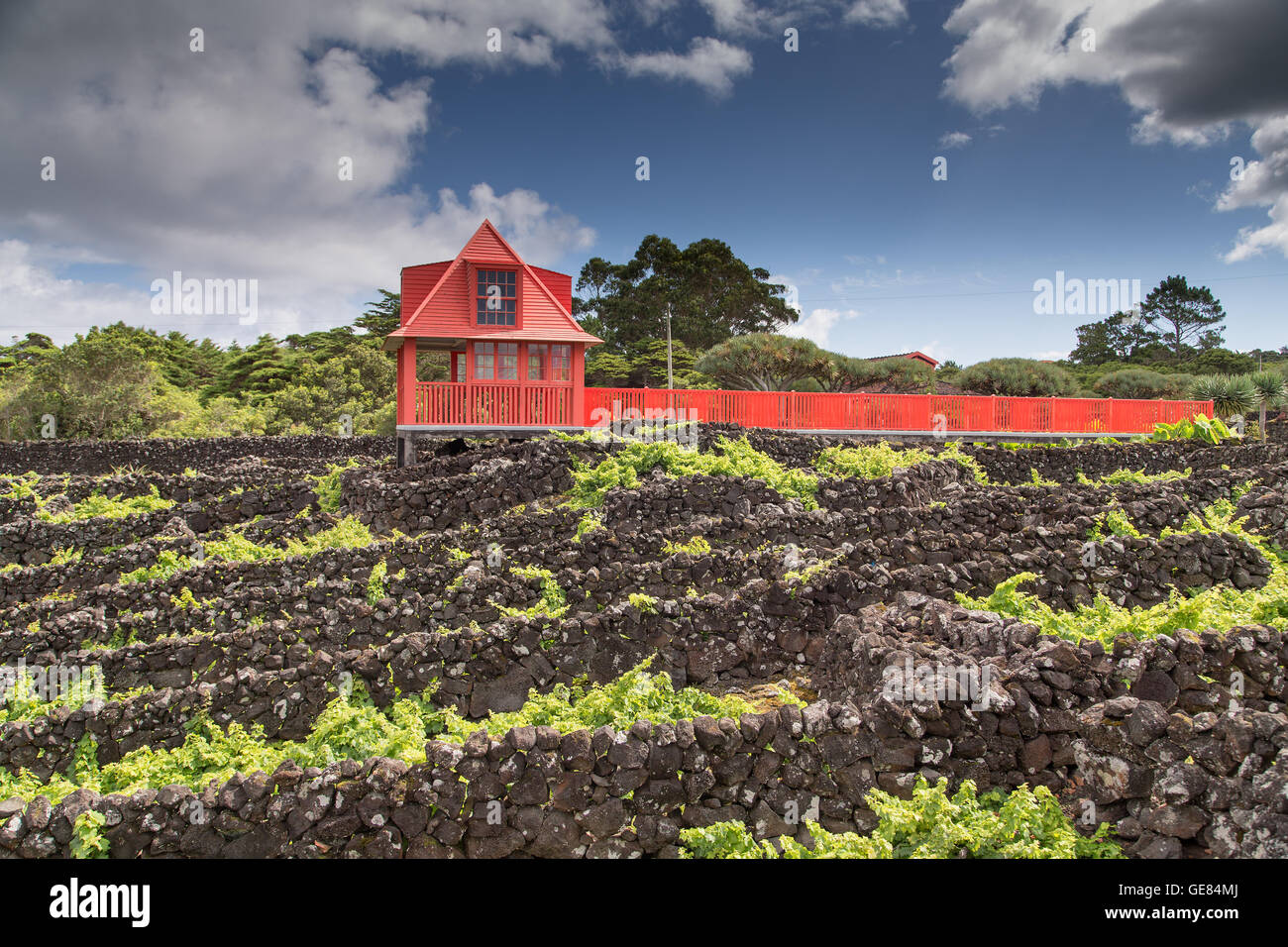 lanscape at wine museum at Madalena do Pico, in Pico island / Azores. wine is cultivated in volcanic square rocks. Stock Photo
