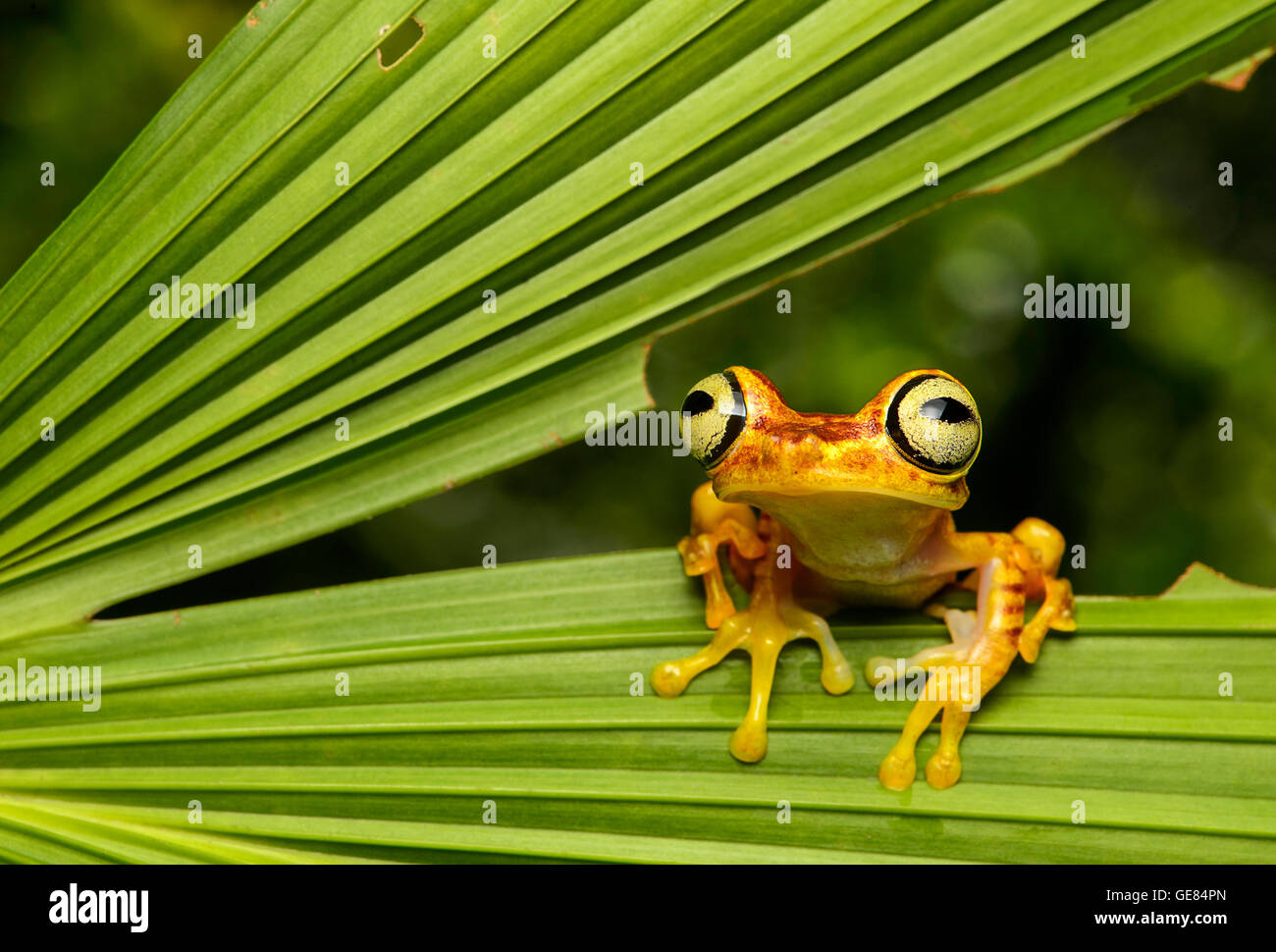 Imbabura Treefrog (Hypsiboas pictuator), Amazon rainforest, Canande River Reserve, Choco forest, Ecuador Stock Photo