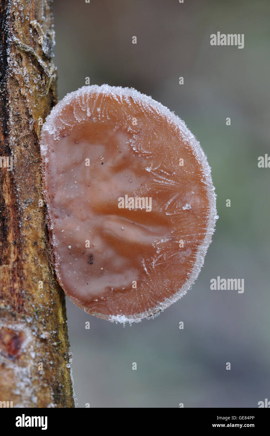 Frost on Jew's ear fungus. Stock Photo