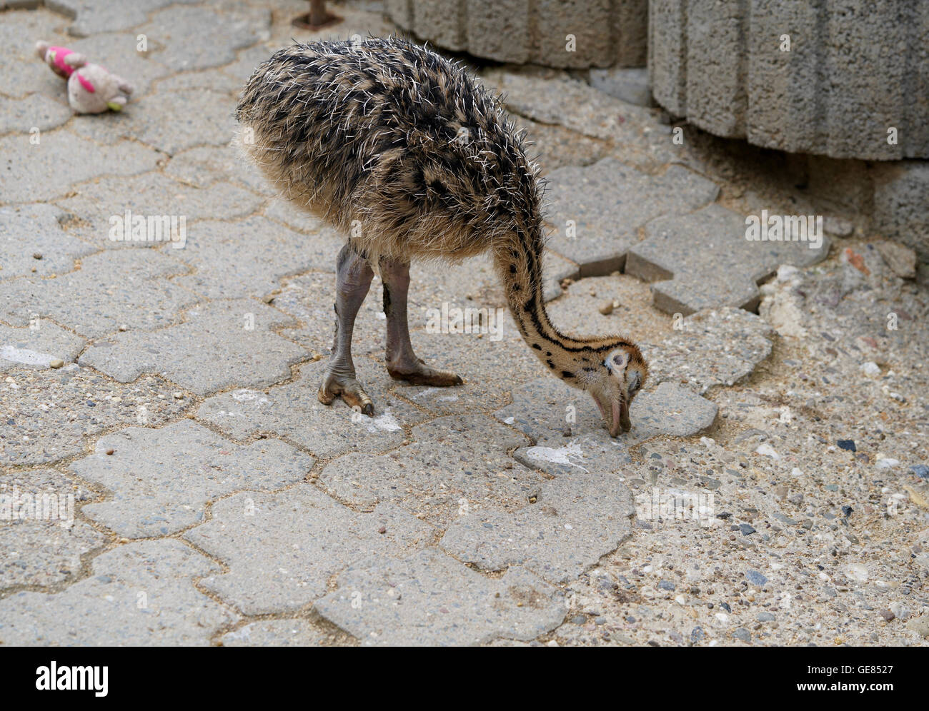 closeup of an baby ostrich Stock Photo Alamy
