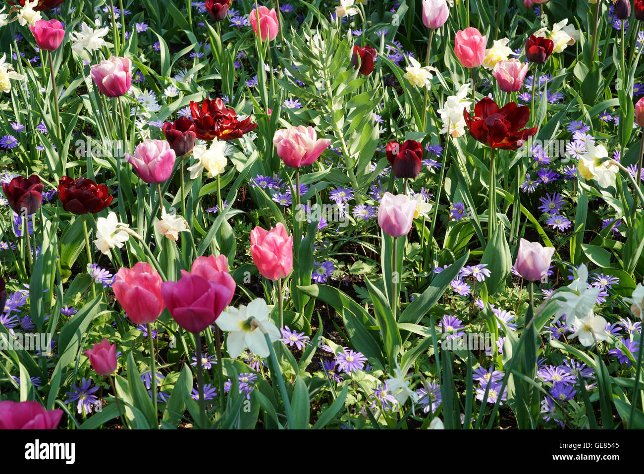 red and rose tulips, daffodils and purple swan river daisy Stock Photo