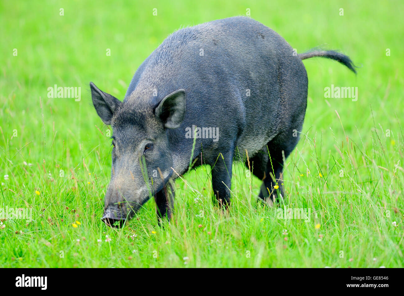 Female wild boar in field Stock Photo