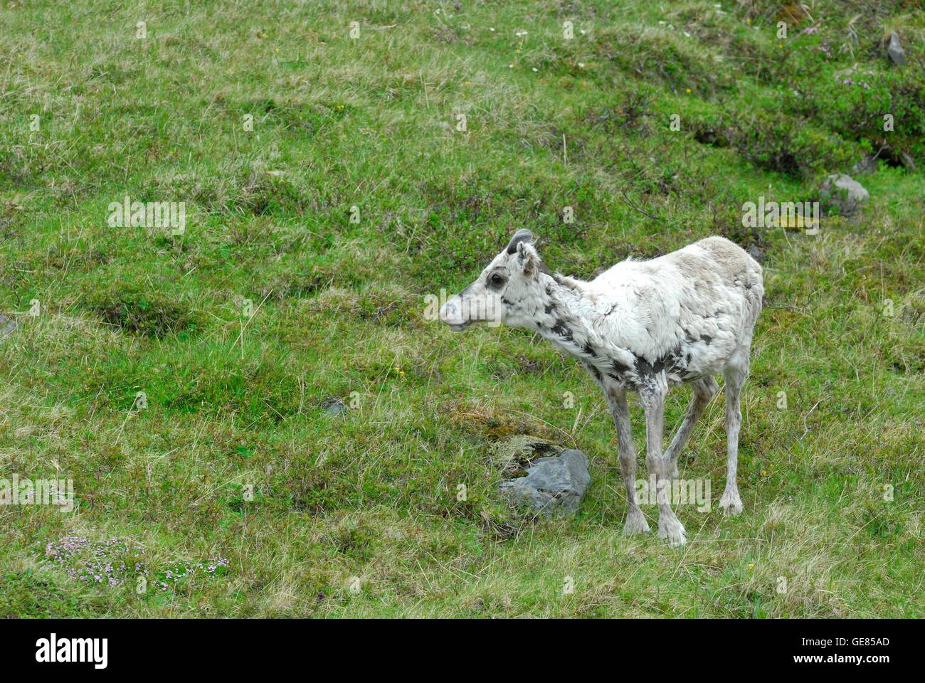 Moulting young Reindeer calf Stock Photo Alamy
