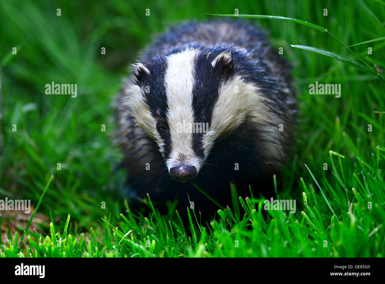 badger Stock Photo