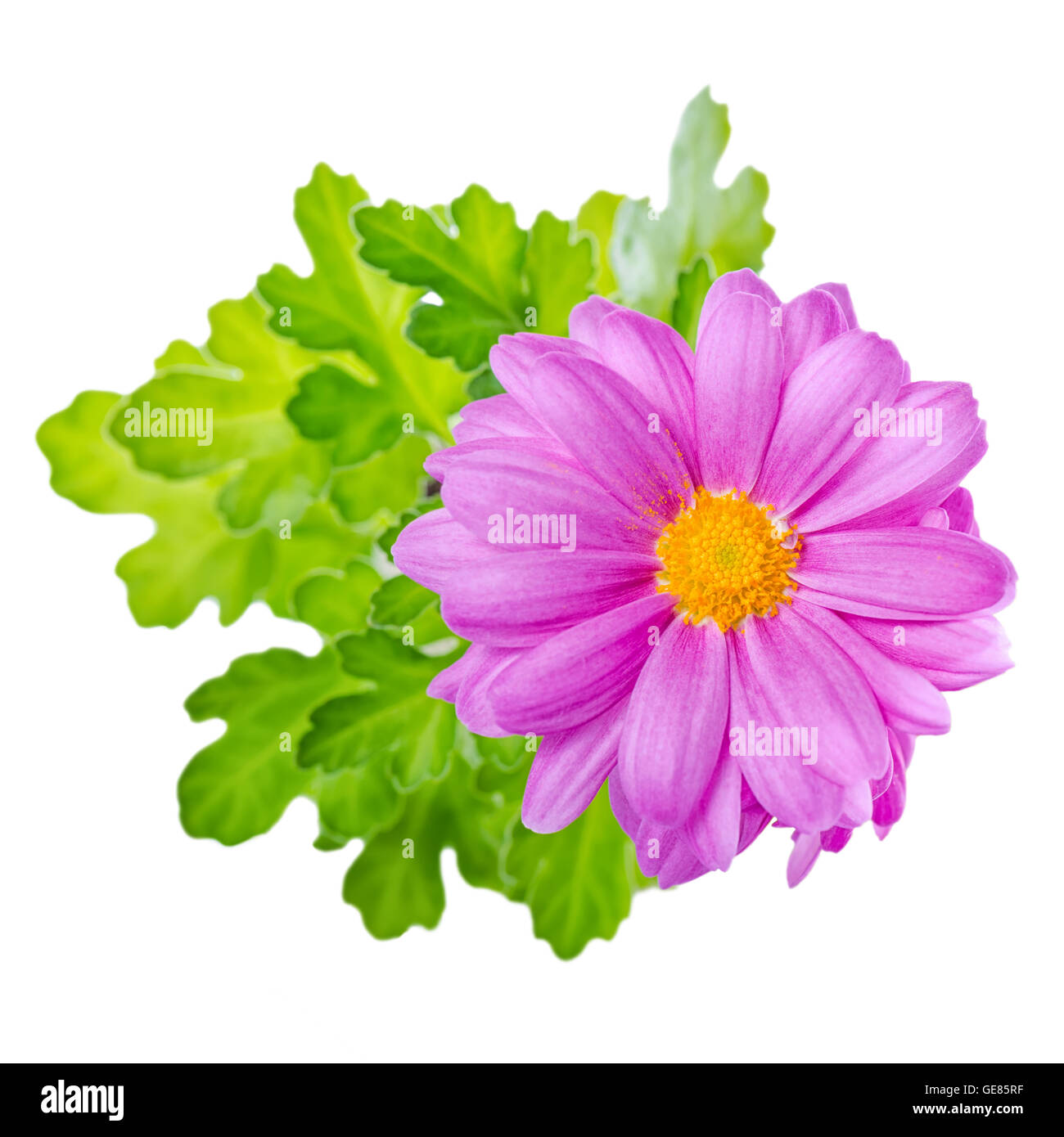 close up of composition lilac chrysanthemum flower is isolated on white backgroud Stock Photo