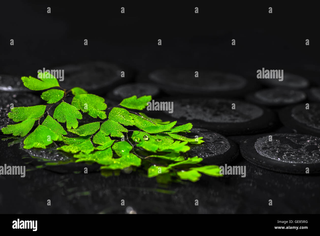 beautiful spa background of green twig Adiantum fern on zen basalt stones with drops, closeup Stock Photo