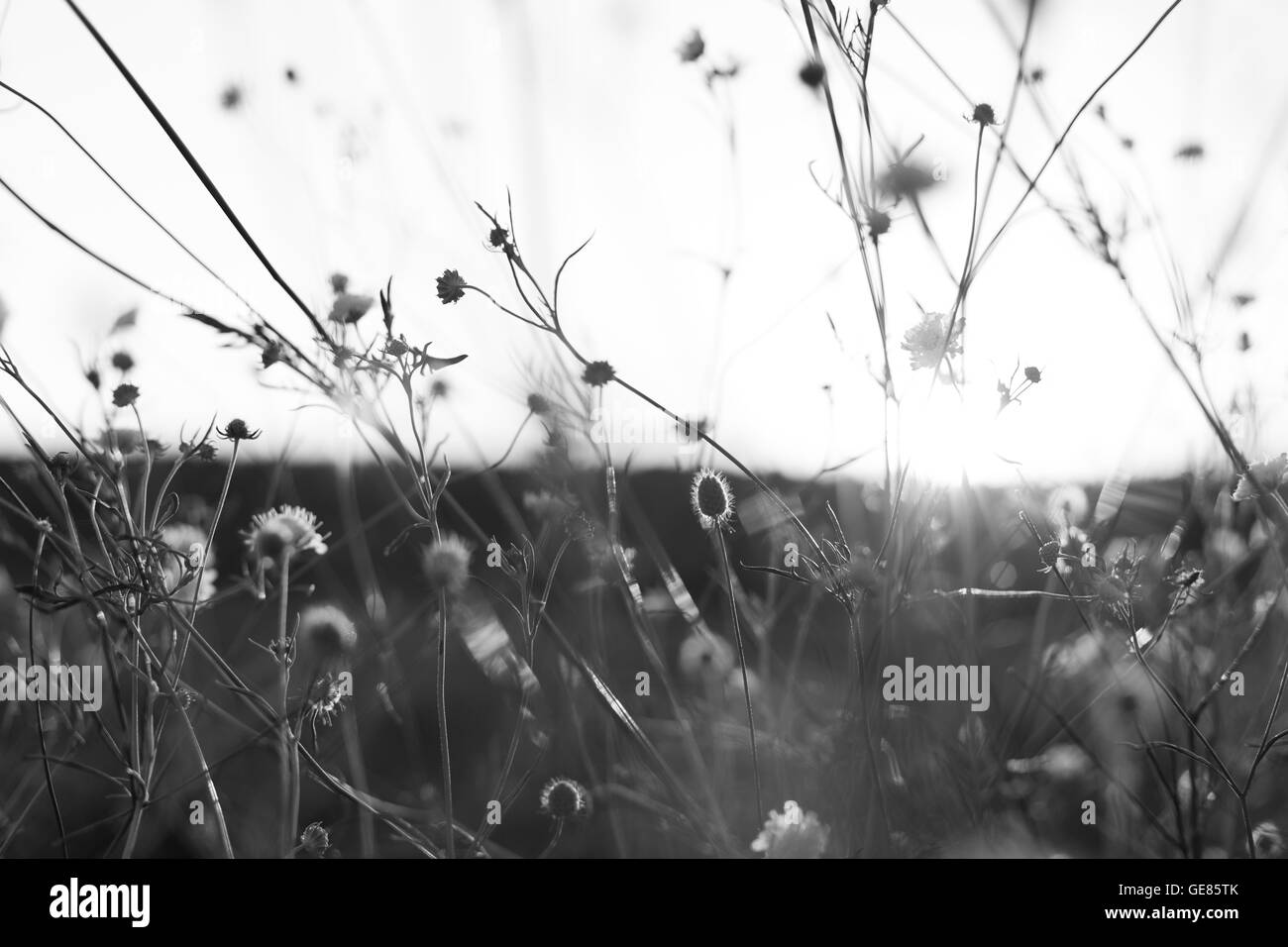 Meadow. Wild flowers and plants at sunset, black and white Stock Photo ...