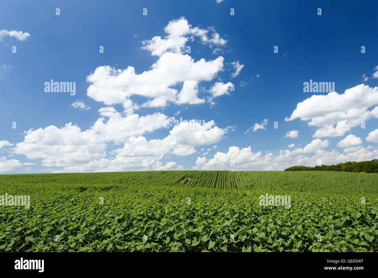 Field with young green sunflowers under cloudy sky Stock Photo - Alamy