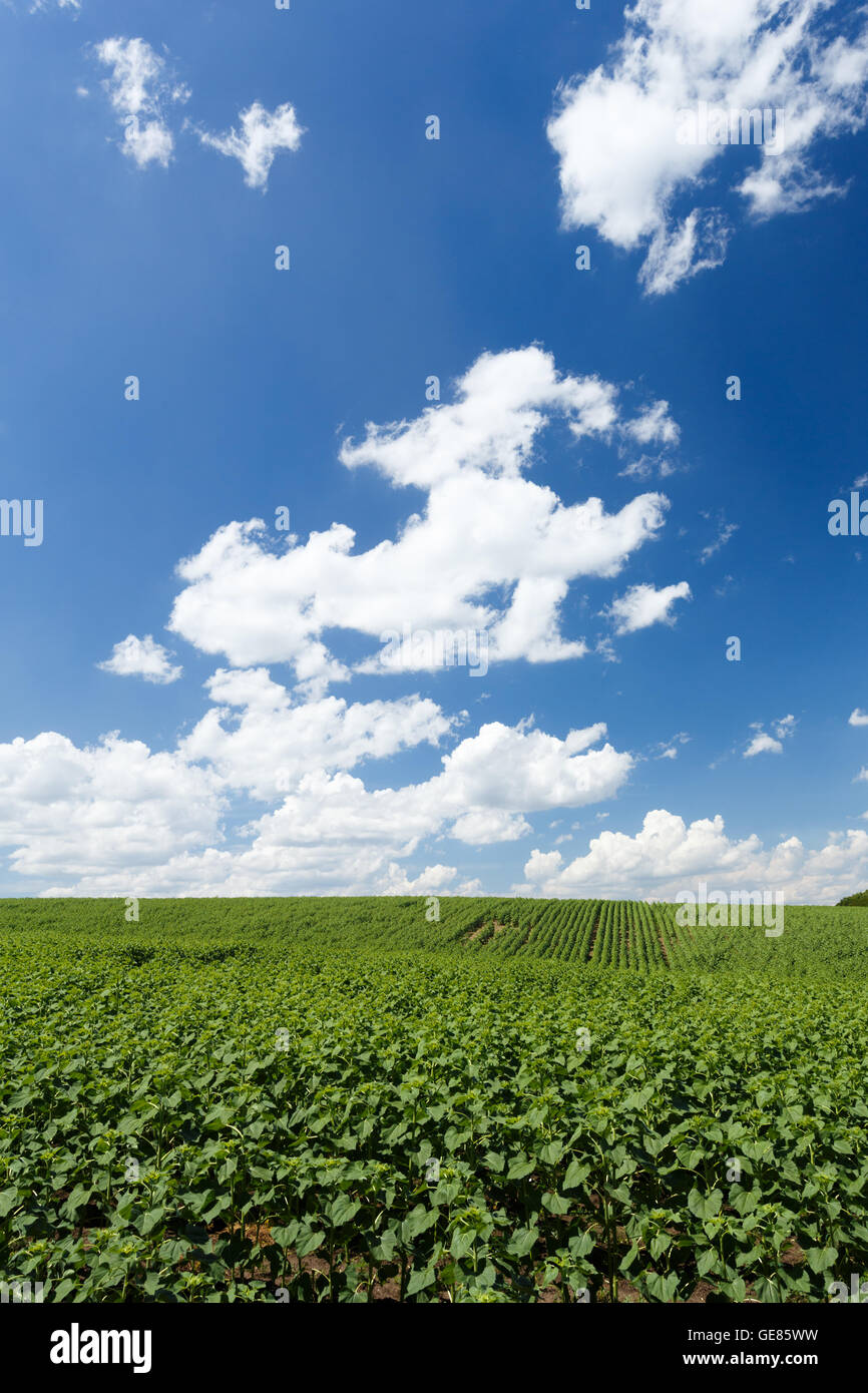 Field with young green sunflowers under cloudy sky Stock Photo - Alamy