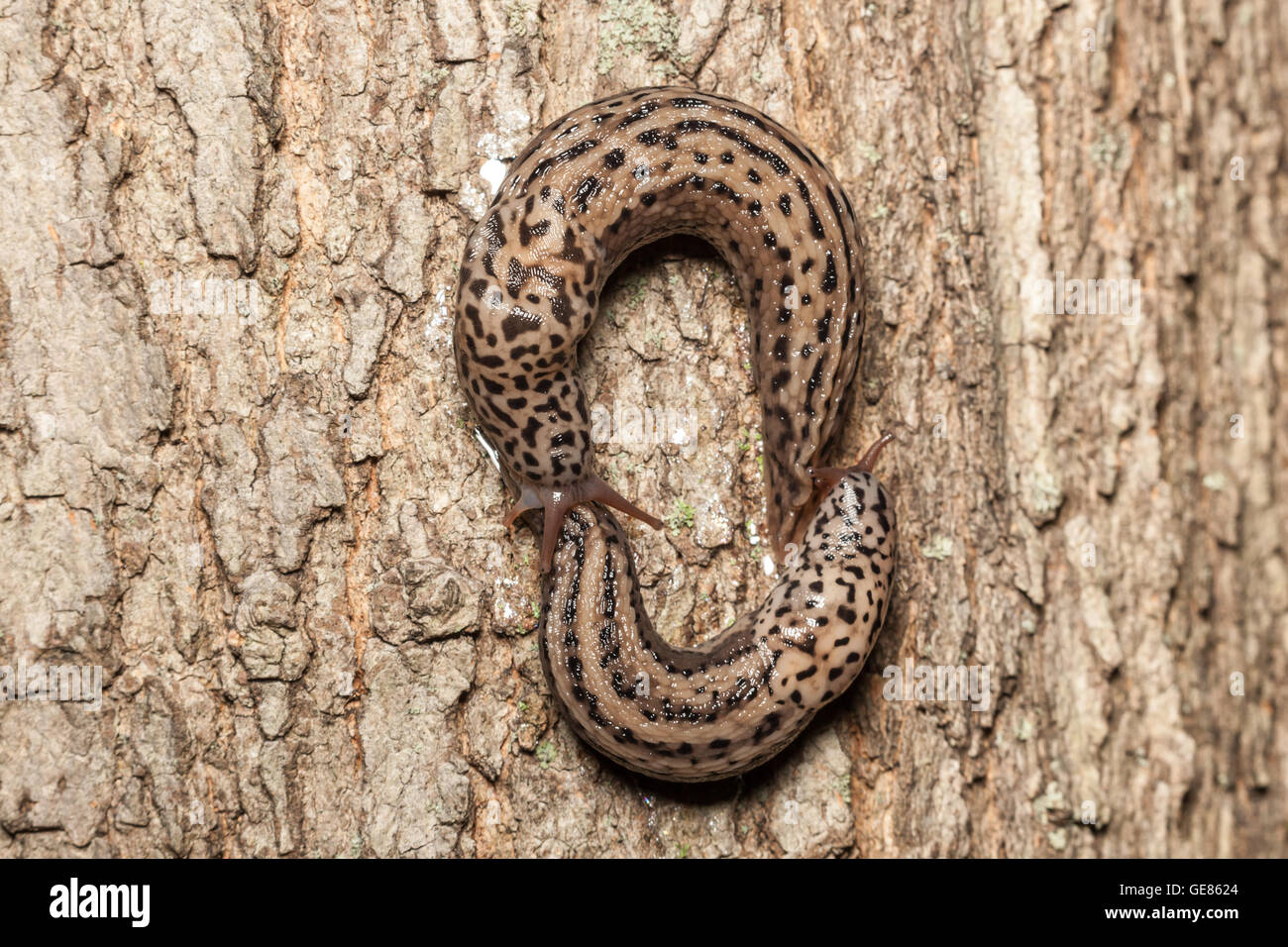 Two Leopard Slugs (Limax maximus) court by circling each other on the side of a tree prior to mating. Stock Photo