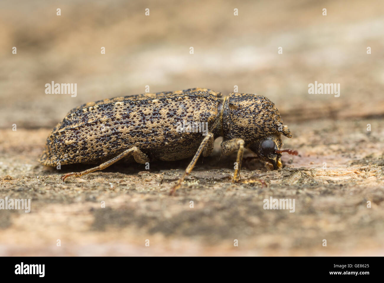 Horned powder post beetles hires stock photography and images Alamy