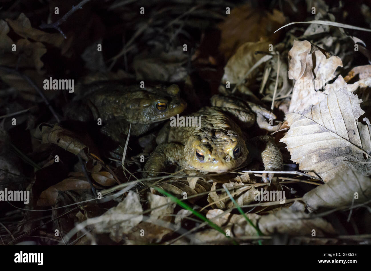 Wien, Vienna: common toad ( Bufo bufo ) on their nightly walk to the spawning grounds, Austria, Wien, 14. Stock Photo