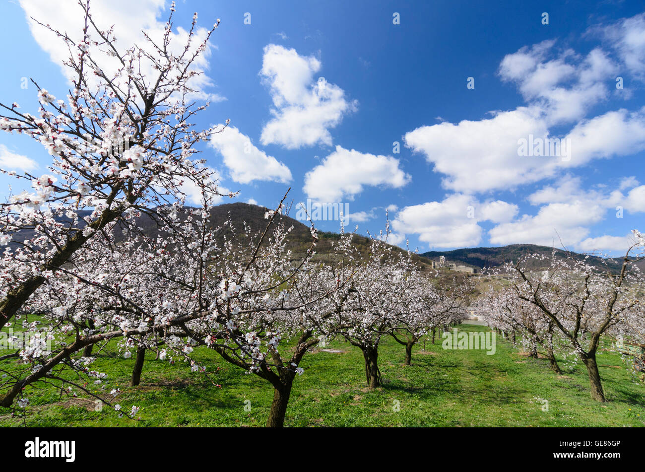 Spitz an der Donau: blossoming apricot trees, Hinterhaus Castle, Austria, Niederösterreich, Lower Austria, Wachau Stock Photo