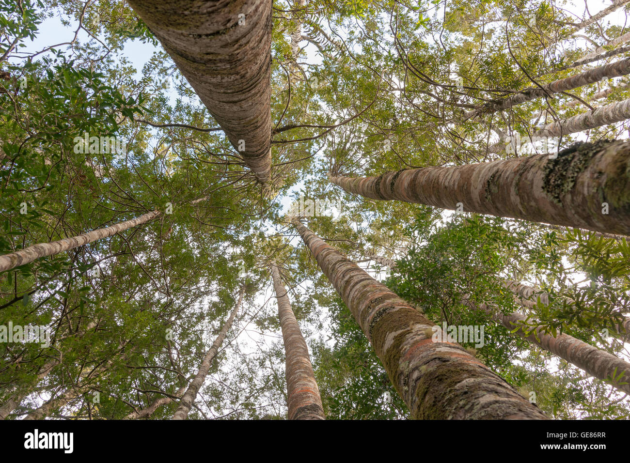 Kauri forest low point of view looking into forest canopy. Stock Photo