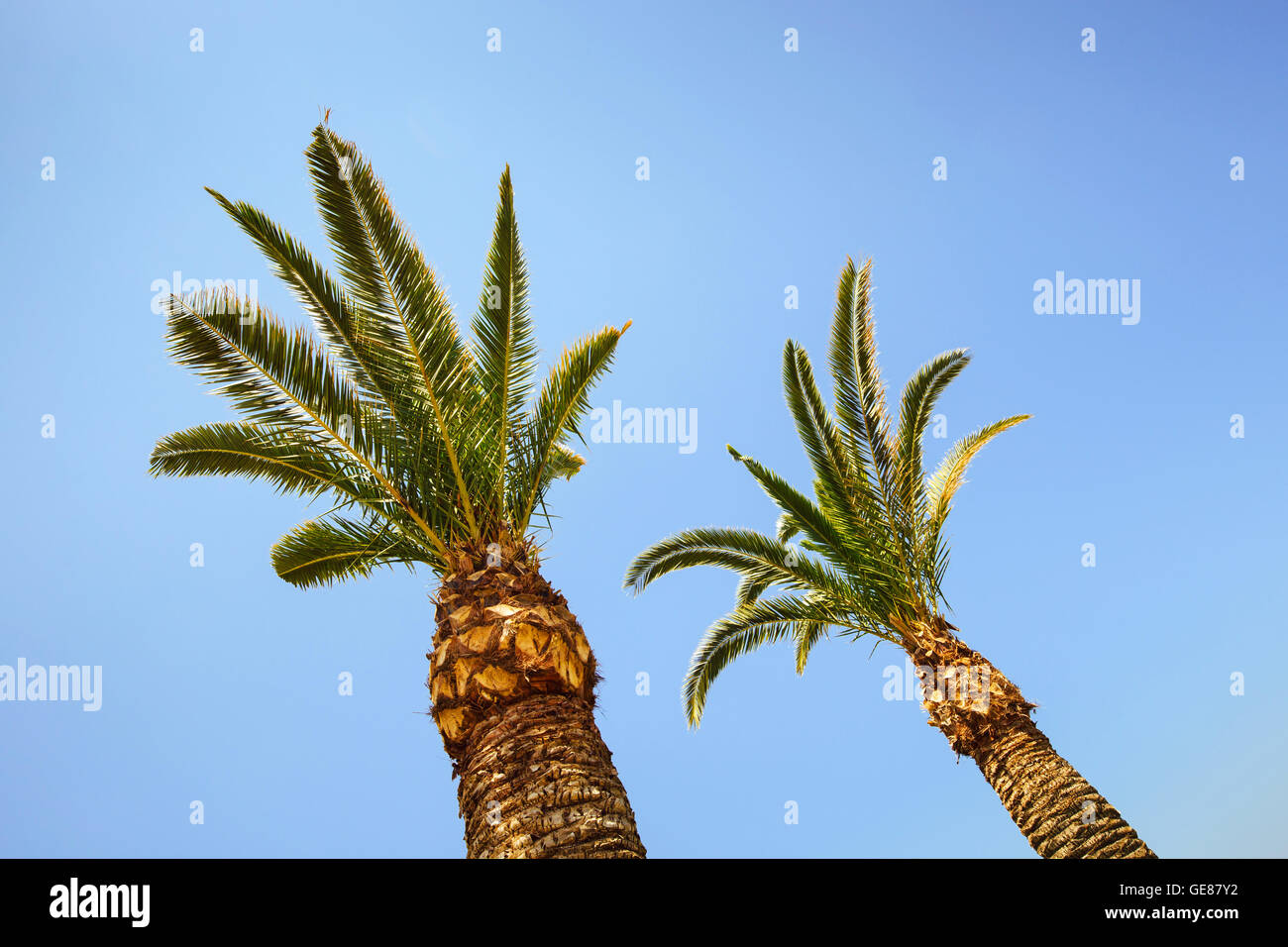 palm trees on blue sky background Stock Photo - Alamy