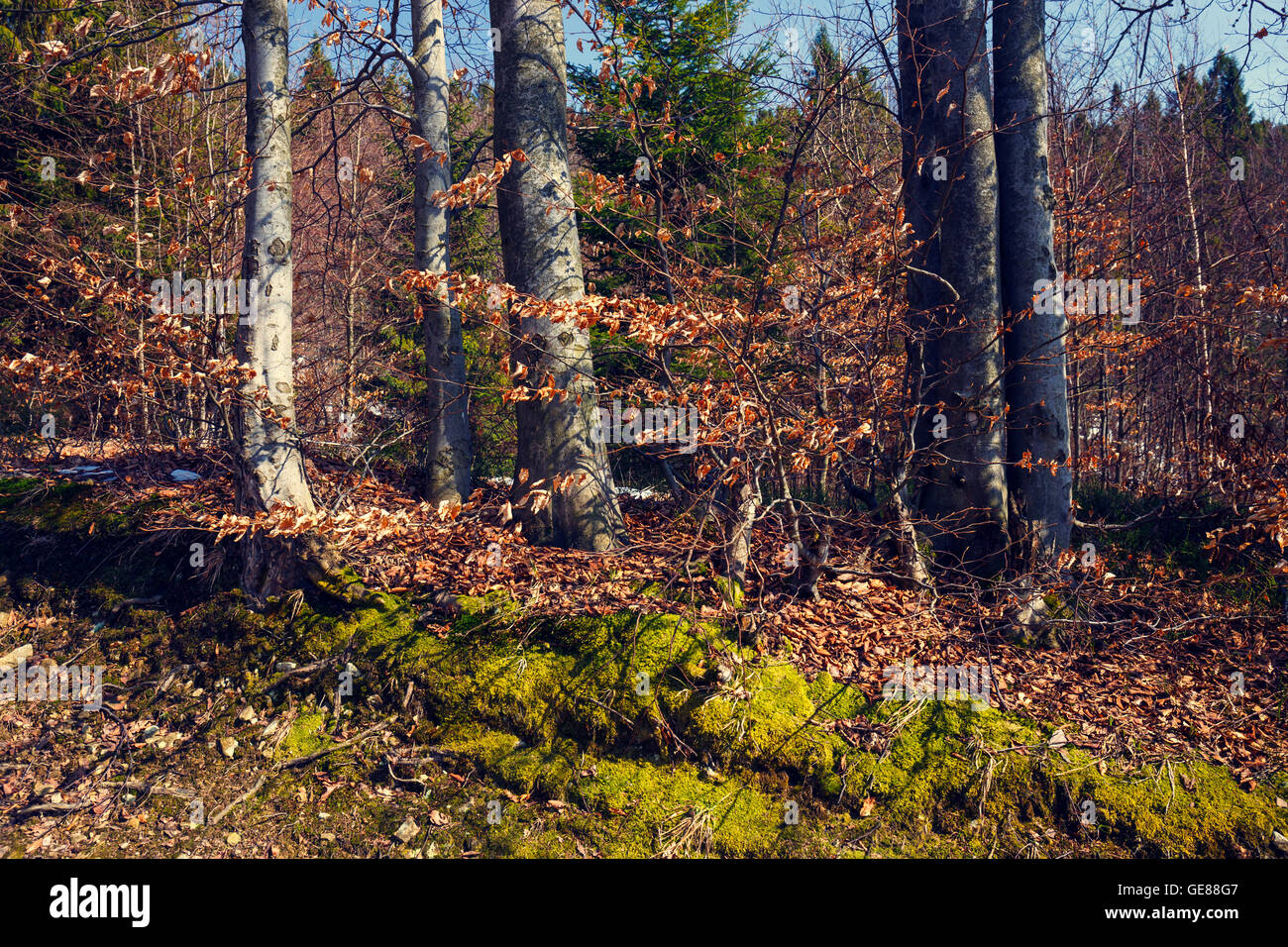 Beautiful autumn scene in the forest Stock Photo - Alamy