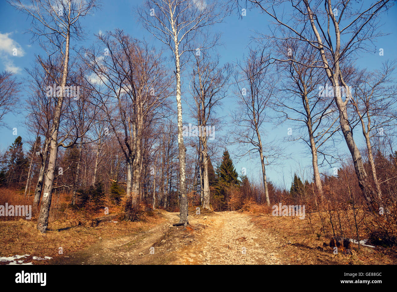 Beautiful autumn scene in the forest Stock Photo - Alamy