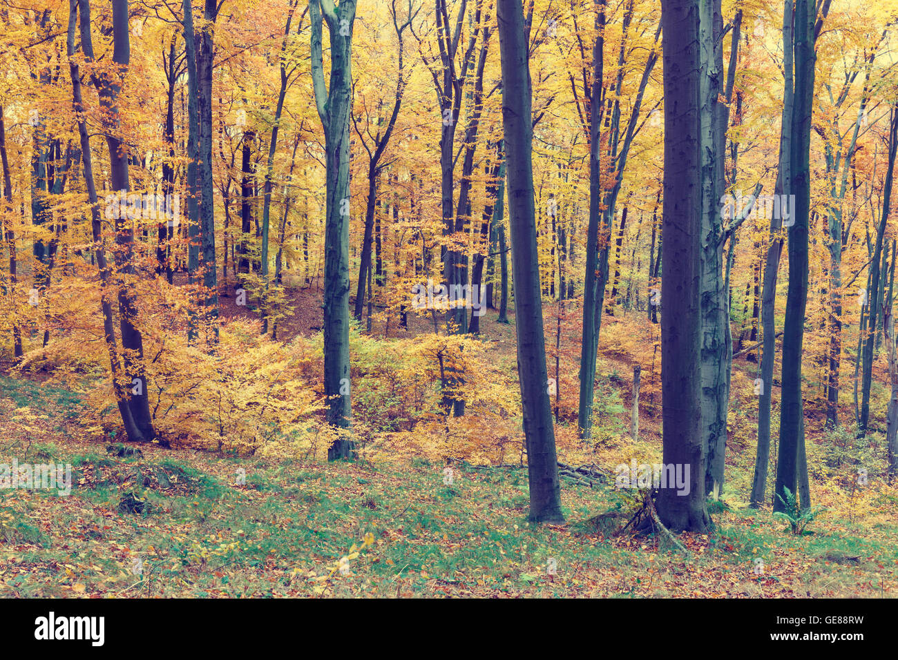 Colorful autumn trees in forest, vintage look Stock Photo - Alamy