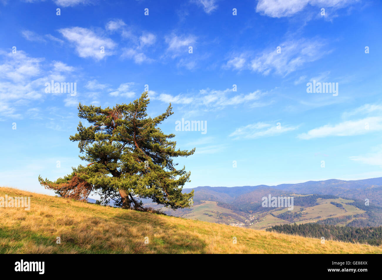 Lonely tree on vast hi-res stock photography and images - Alamy