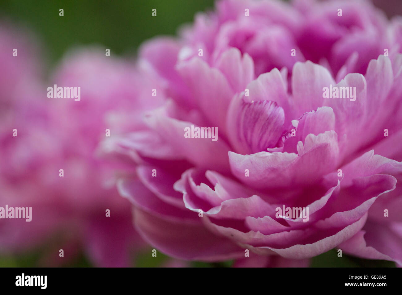 Flowers Forever Short Peony Pink main image 0