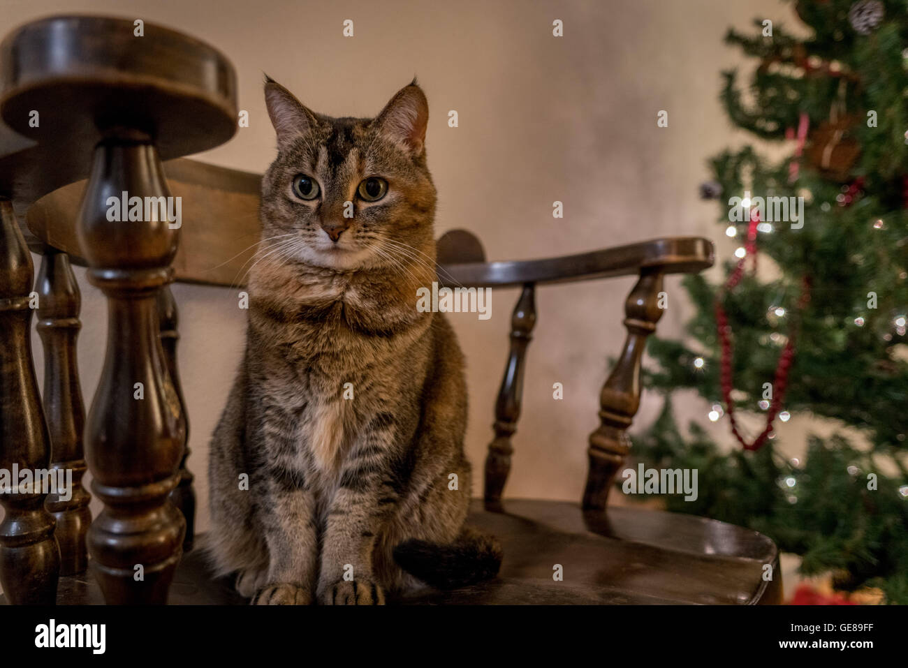 Cat guards hires stock photography and images Alamy
