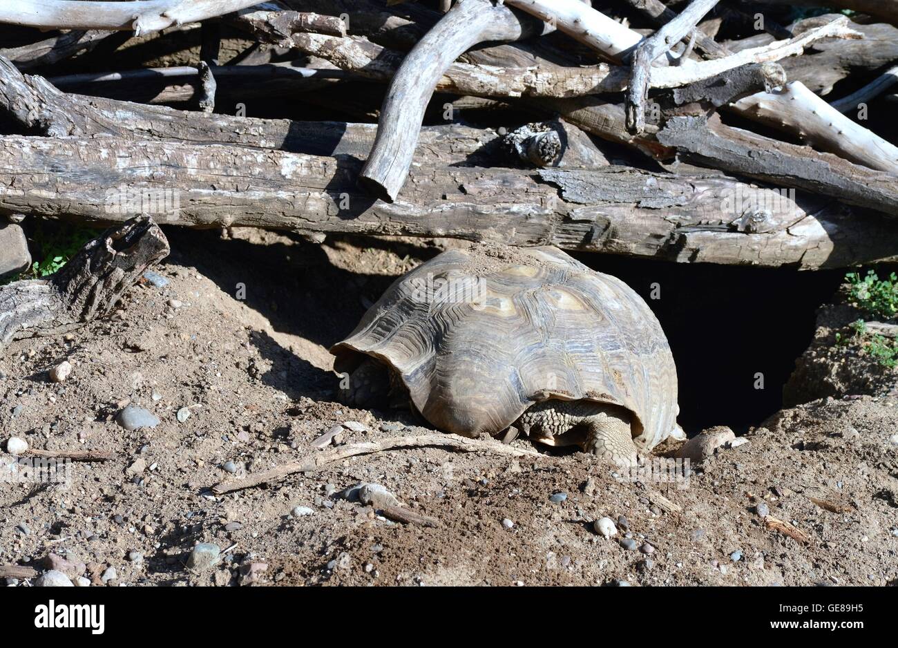 A Galapagos tortoise digging in the dirt to get out the the sun Stock Photo