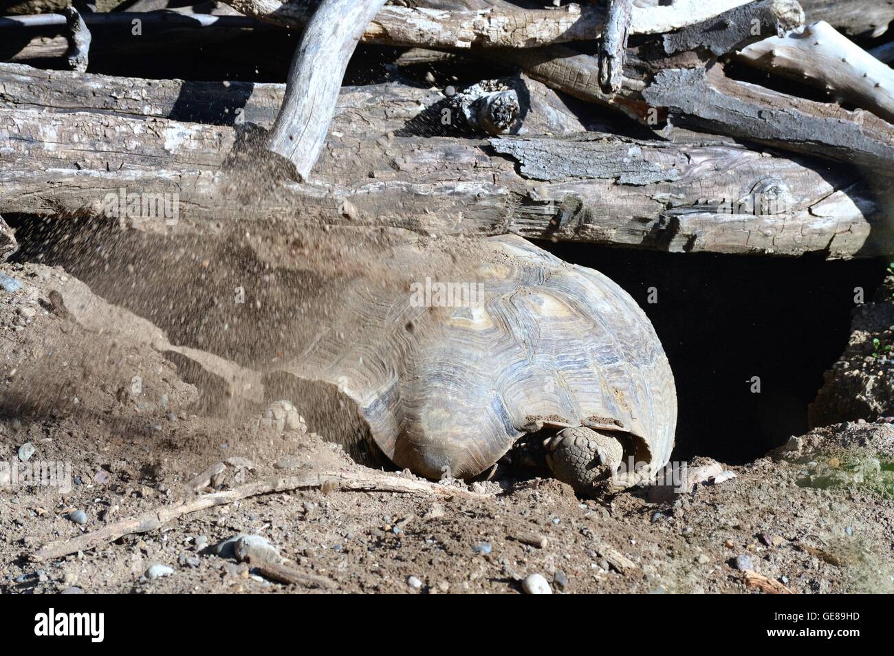 A Galapagos tortoise digging in the dirt to get out the the sun Stock Photo