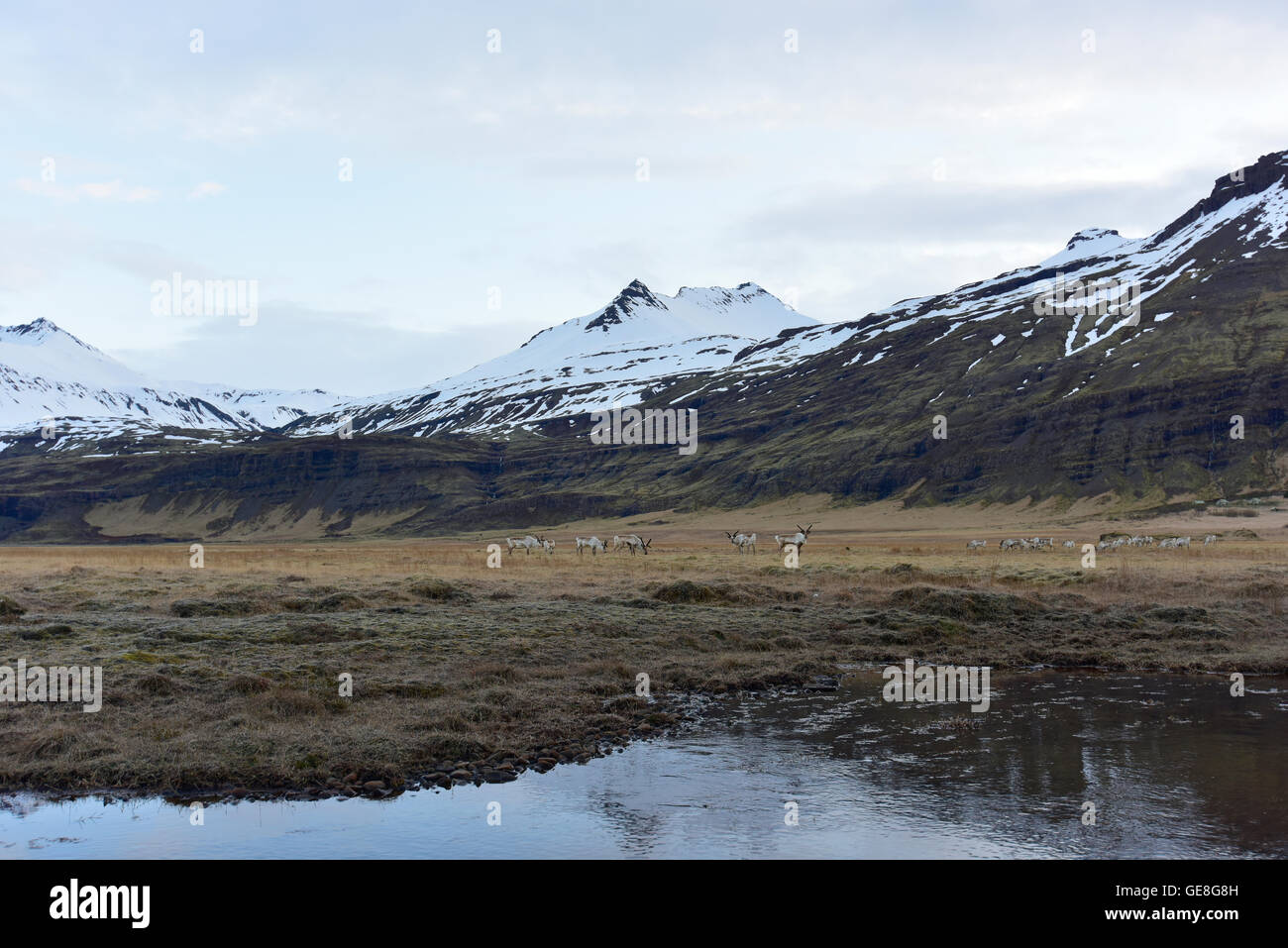 Iceland, South Iceland, herd of reindeers Stock Photo