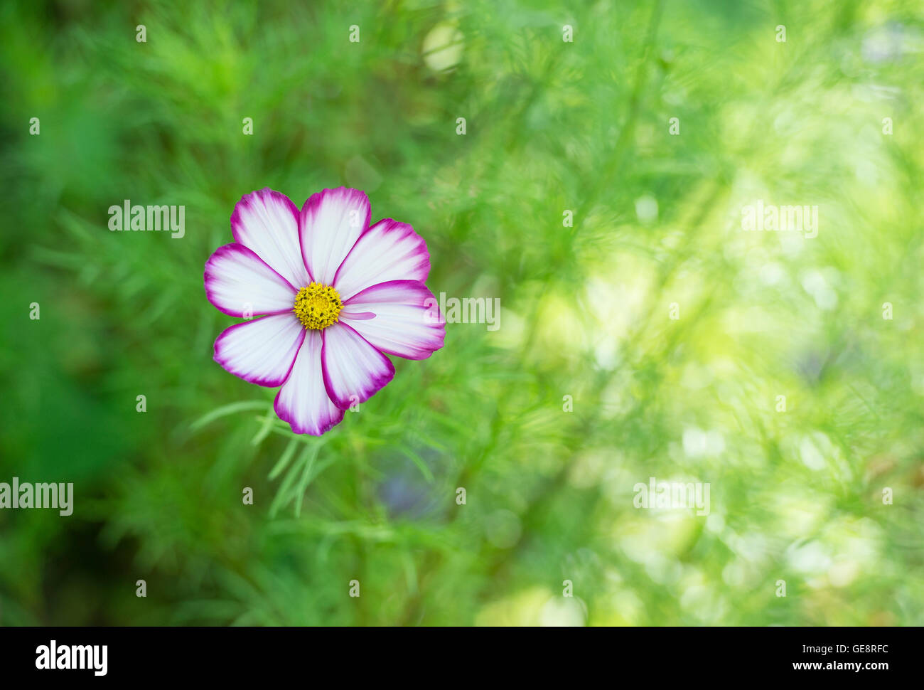 Razzmatazz hi-res stock photography and images - Alamy