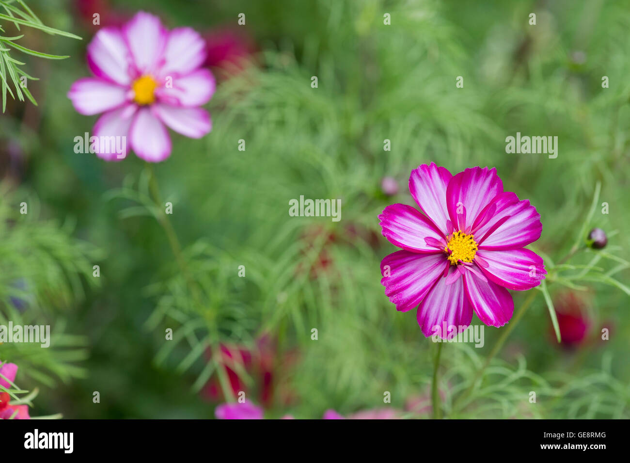 Razzmatazz hi-res stock photography and images - Alamy