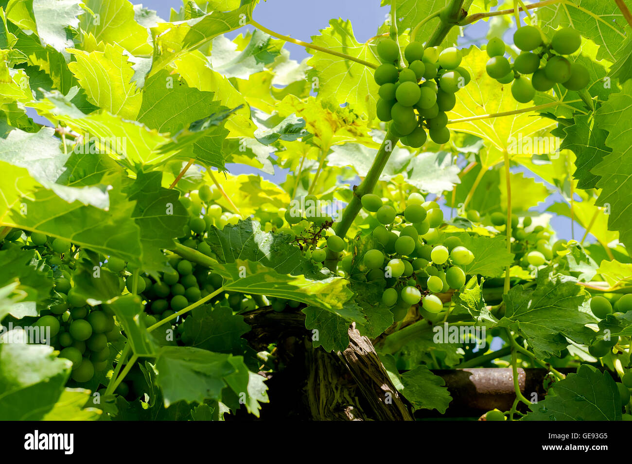 Green grapes on the vine with translucent blue sky Stock Photo - Alamy