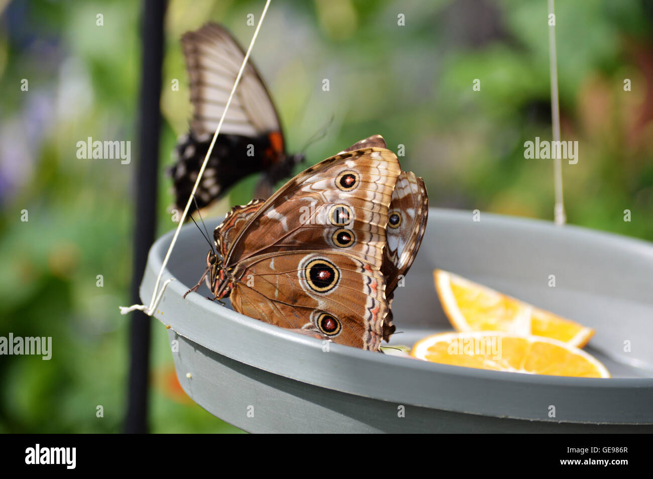 Butterfly on fruit bowl in the garden Stock Photo Alamy