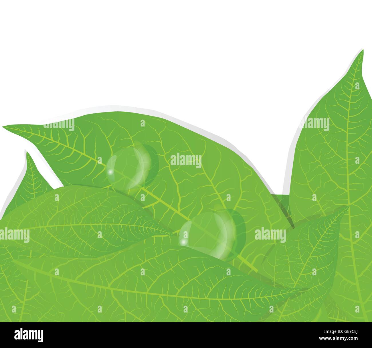 Green leaves background vector for poster Stock Vector Image & Art - Alamy