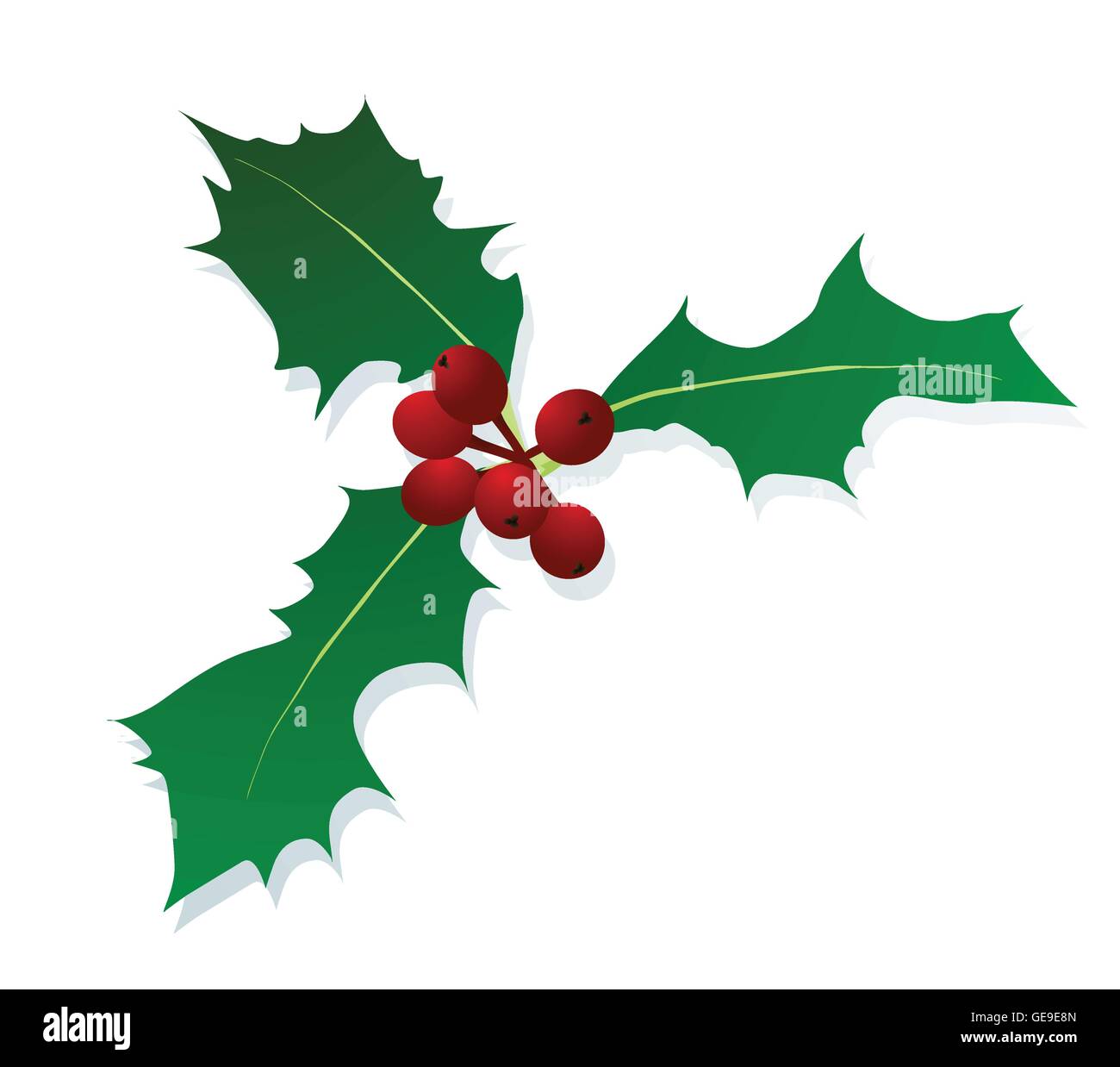 Christmas holly berry vintage holiday decoration illustration