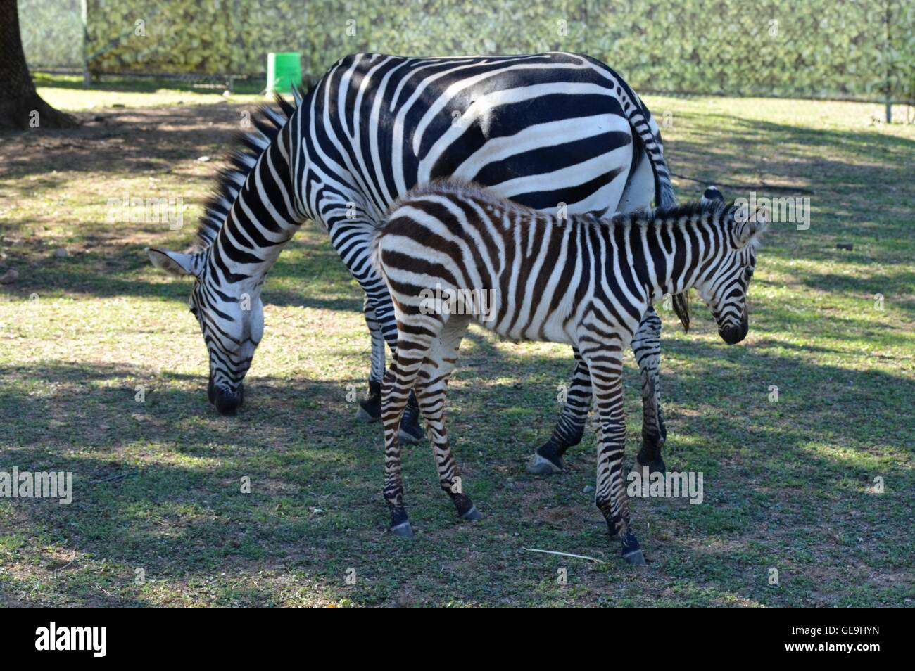 Mom and baby zebra Stock Photo Alamy