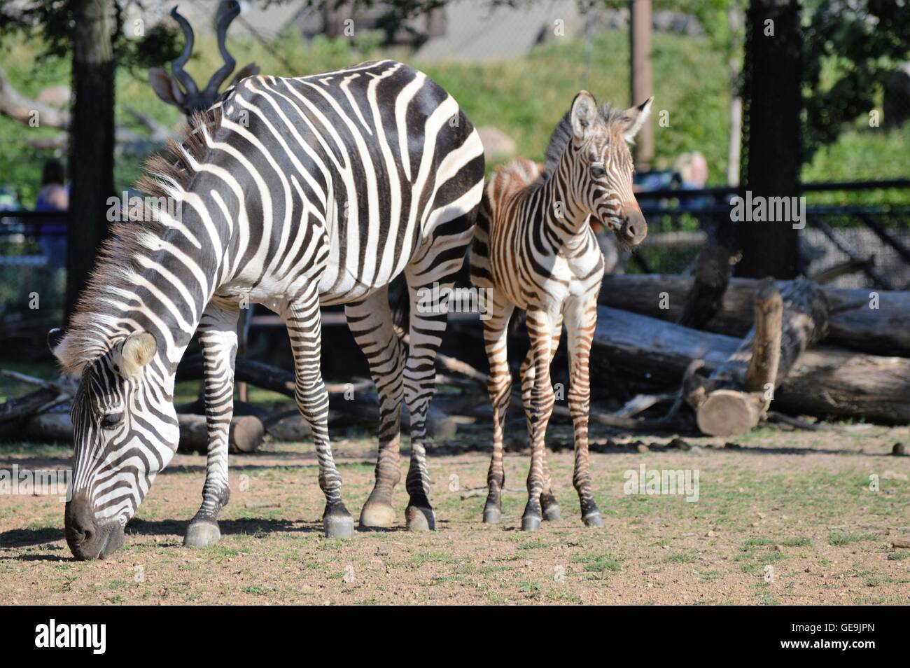 Mom and baby zebra Stock Photo Alamy