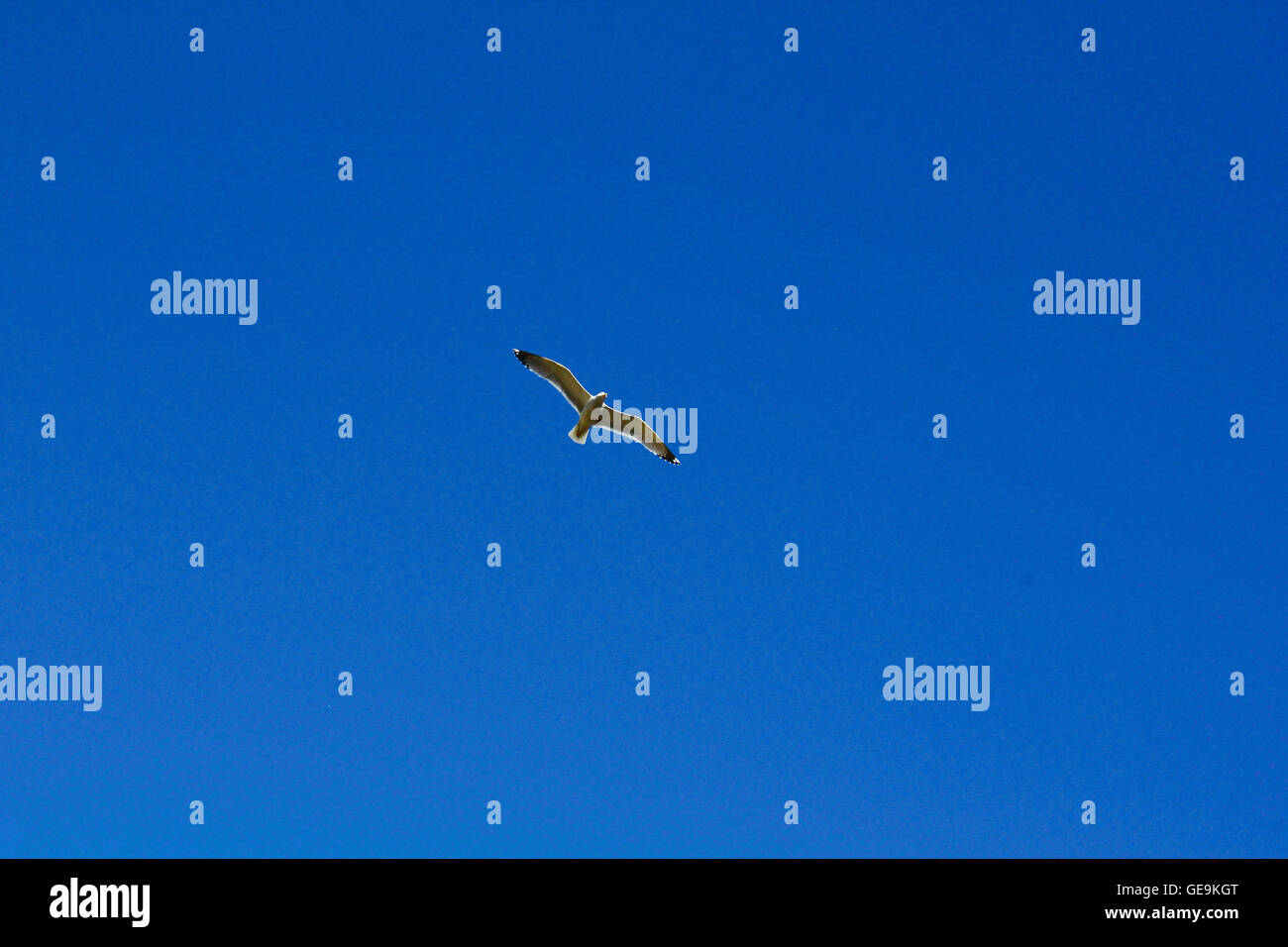 The white bird in the blue sky Stock Photo - Alamy