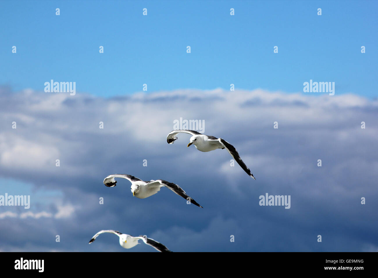 The birds are flying in the blue sky Stock Photo - Alamy
