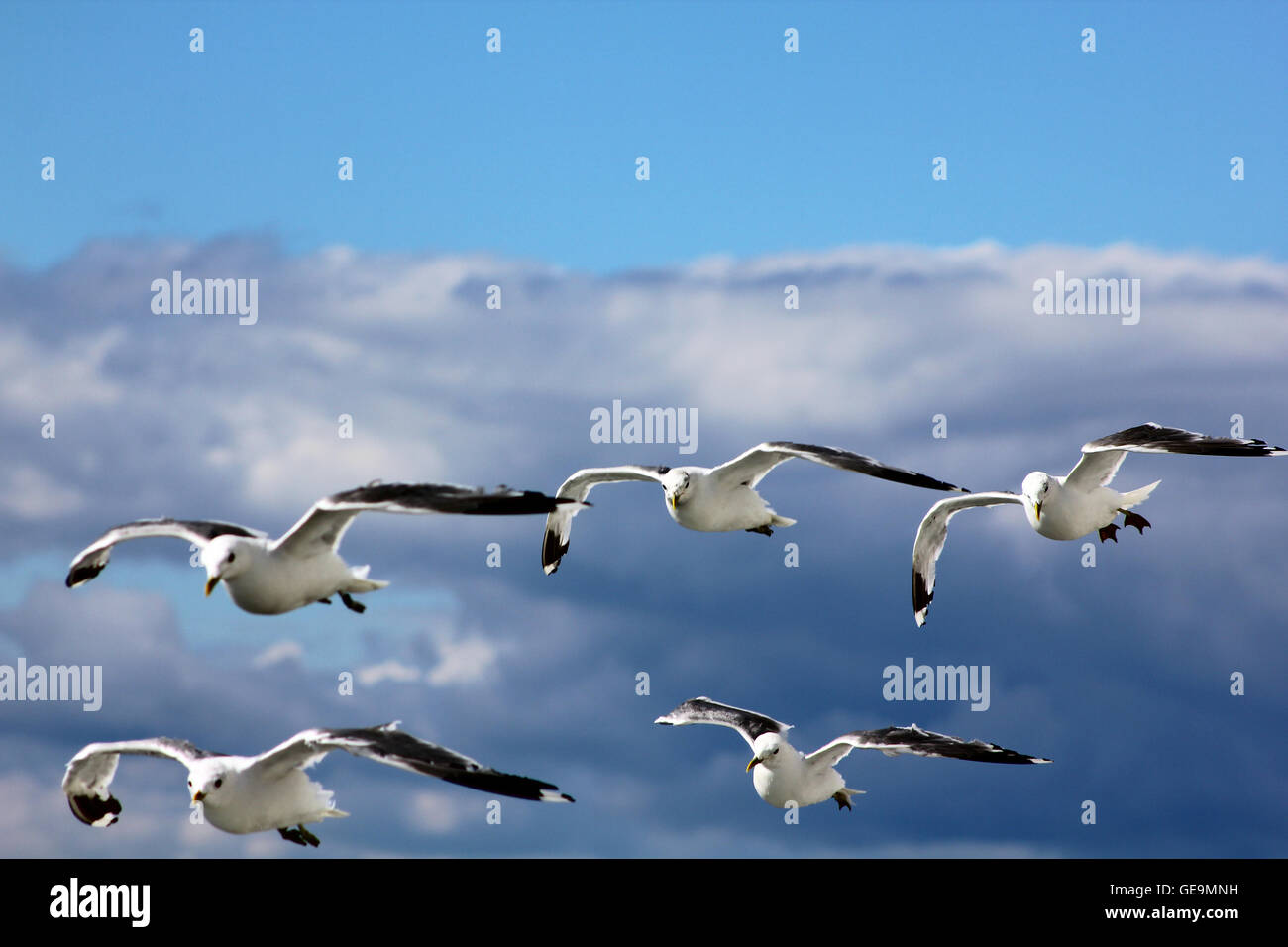 The birds are flying in the blue sky Stock Photo - Alamy
