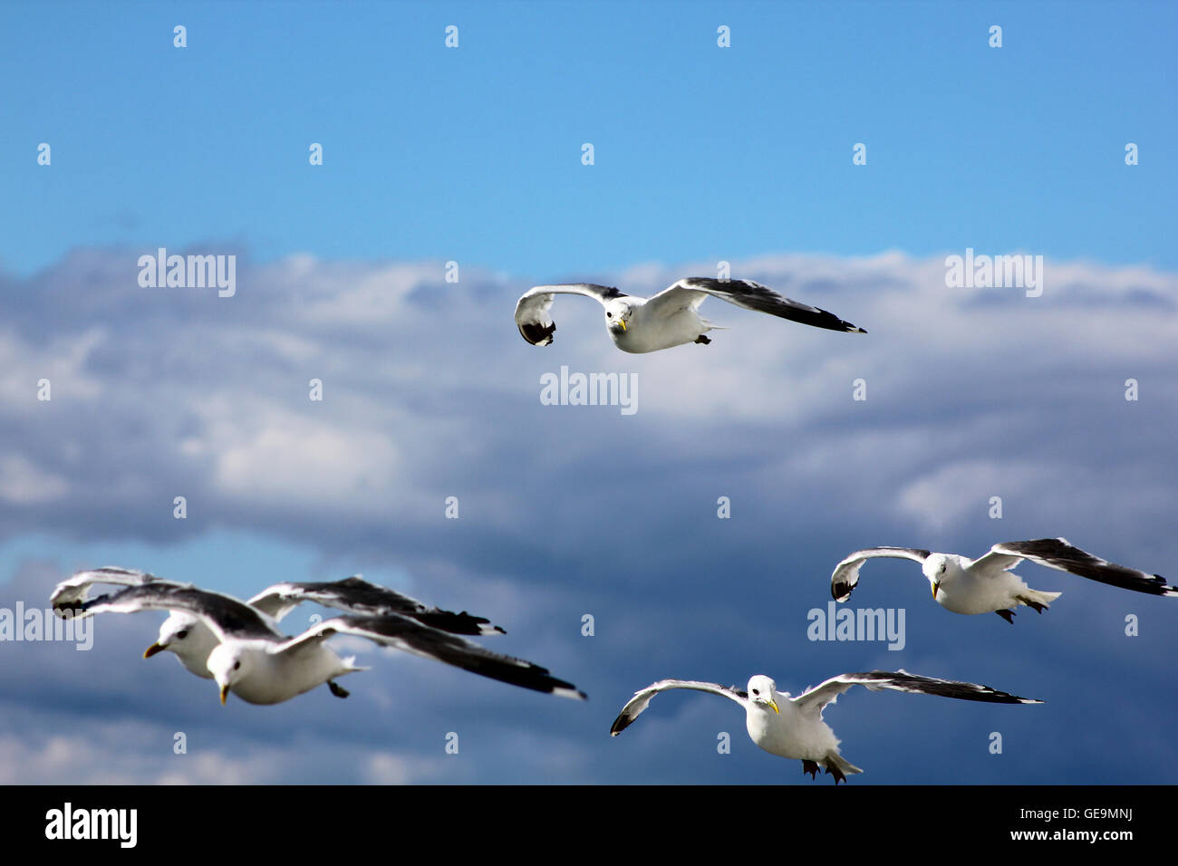 The birds are flying in the blue sky Stock Photo - Alamy