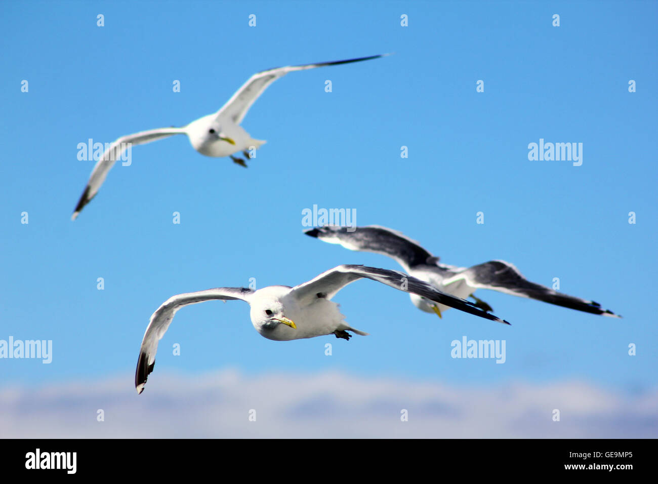 The birds are flying in the blue sky Stock Photo - Alamy