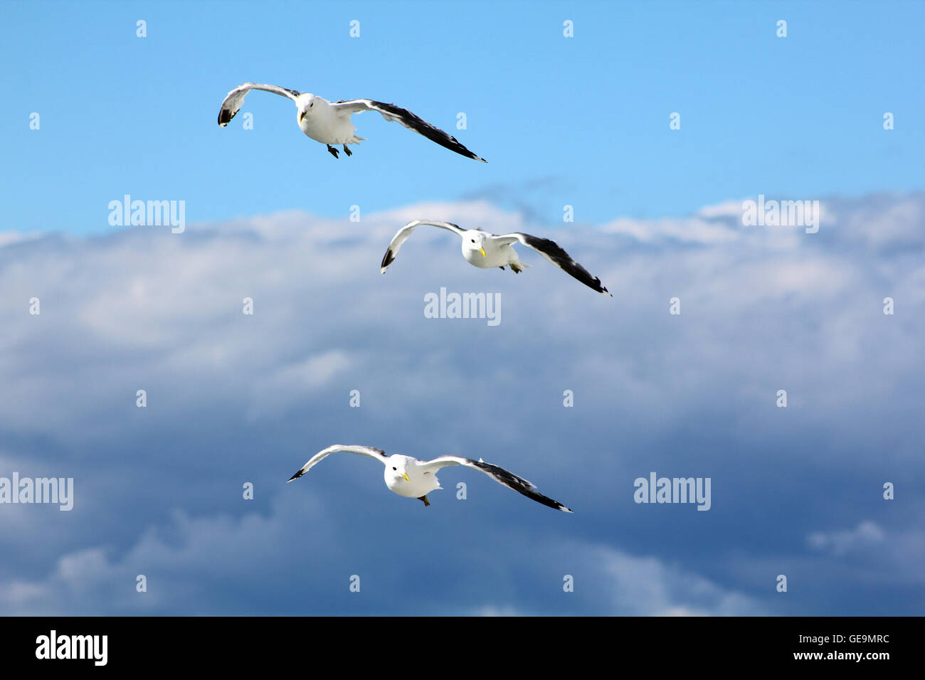 The birds are flying in the blue sky Stock Photo - Alamy