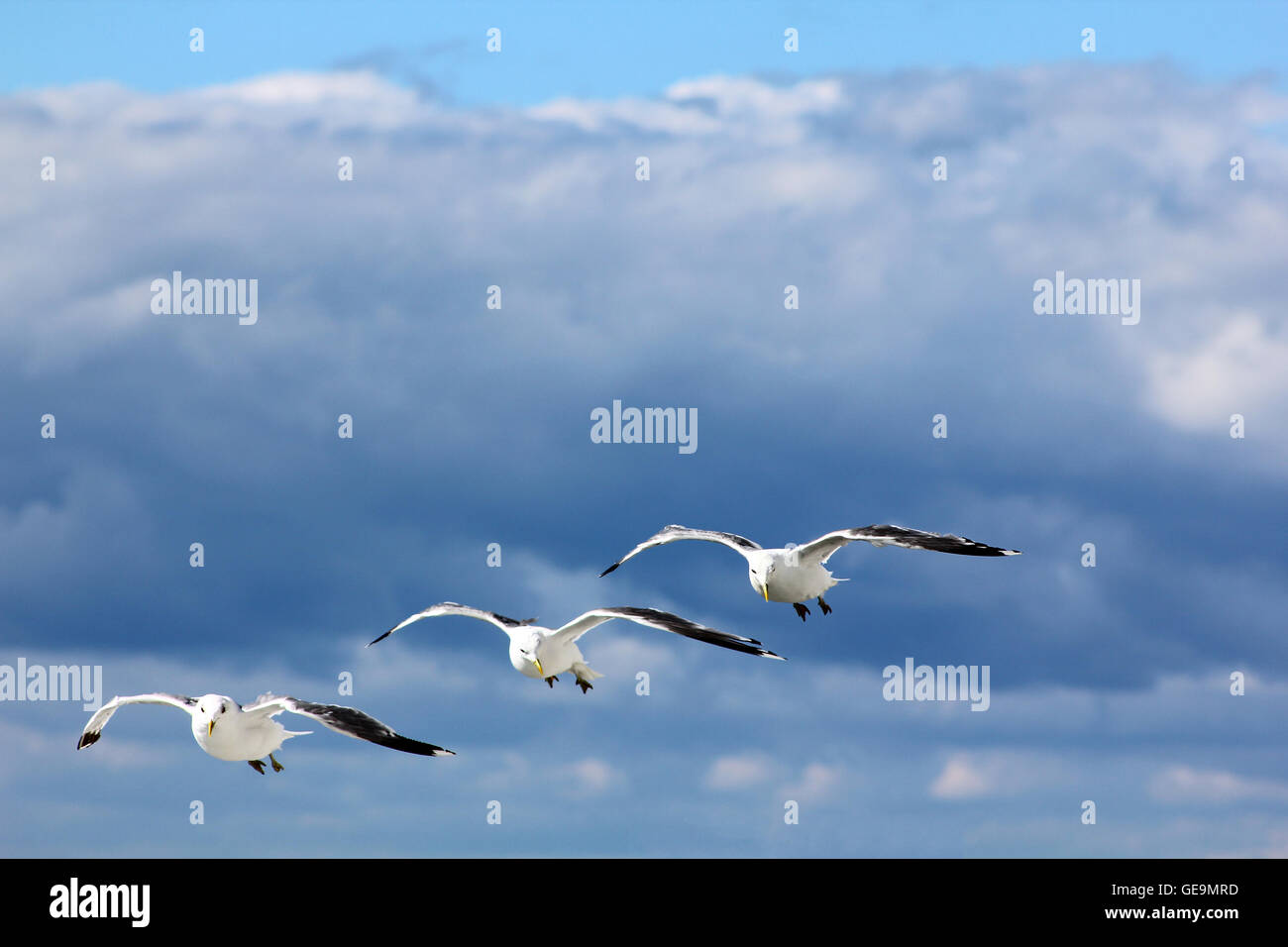 The birds are flying in the blue sky Stock Photo - Alamy