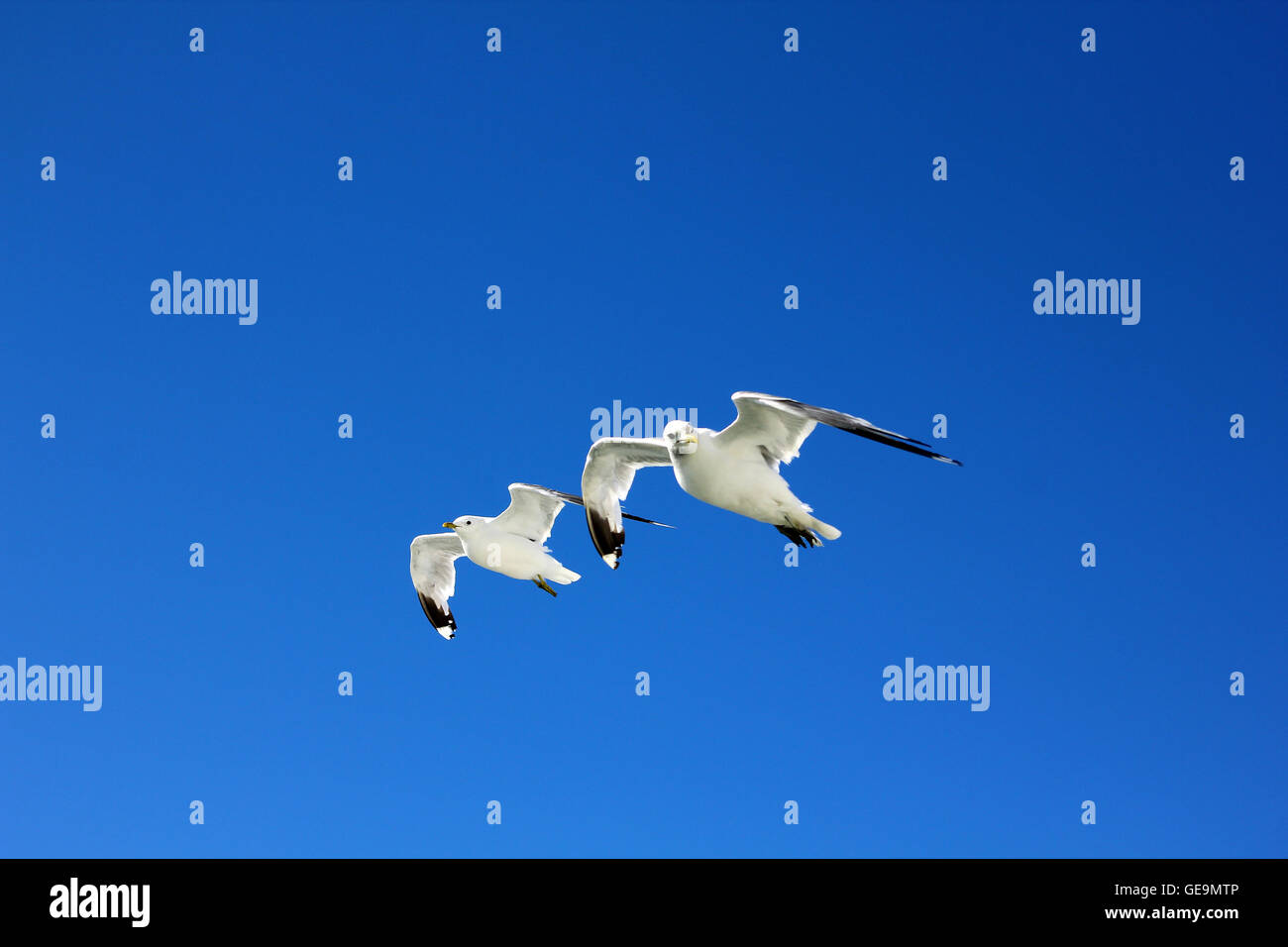 The birds are flying in the blue sky Stock Photo - Alamy